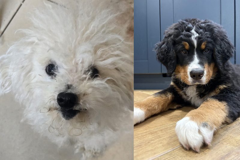 Meet Zucco and Monte!